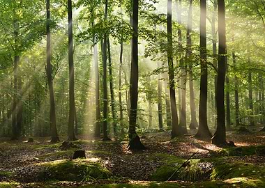 Forest Sunset Landscape