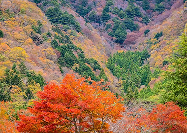 Forest Sunset Landscape