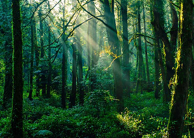 Forest Sunset Landscape