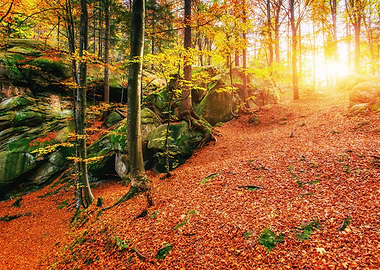 Forest Sunset Landscape