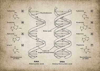 RNA DNA vintage poster