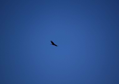 Eagle blue sky