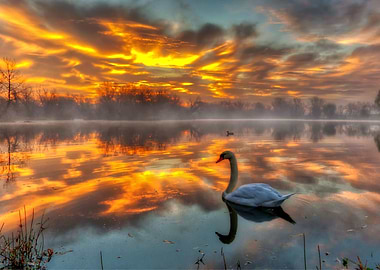 Swan Animal Sunset