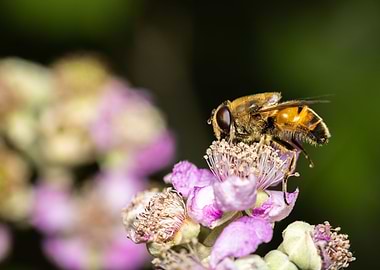 Macro of a bee