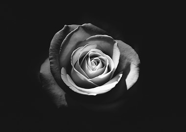 Black and White Rose