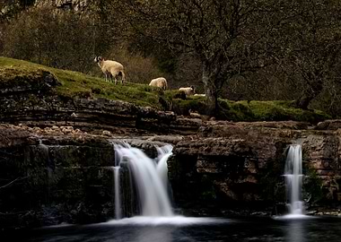 Sheep at Wain Wath Force
