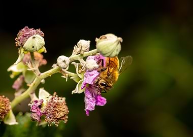 Macro of a bee