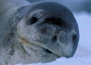 Cute Baby Seal