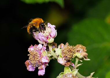 Macro of a bee