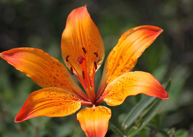 Orange montain flower