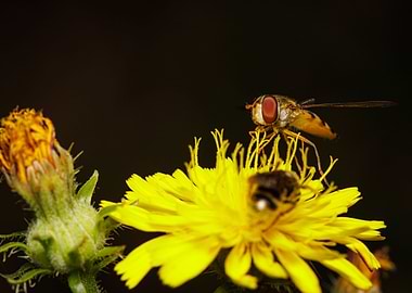 Macro of a bee