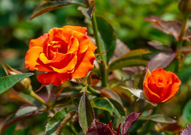 Vietnam Golden Miniature