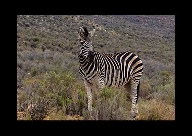 Zebra