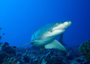 Shark Animal Sea