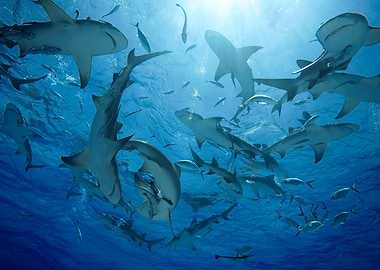 Shark Animal Sea