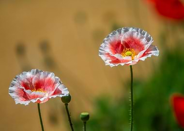 Poppy flower