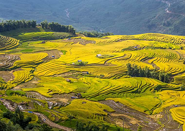 Ripen rice terraced fields