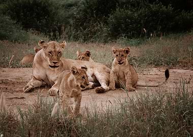 Lion, Africa,safari, Kenya