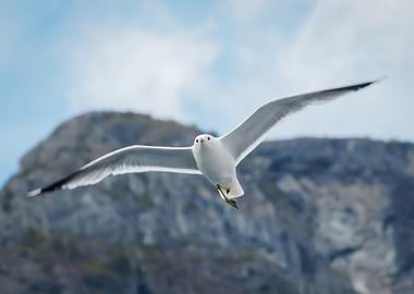Flying Seagull