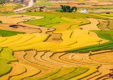 Terraced fields at harvest