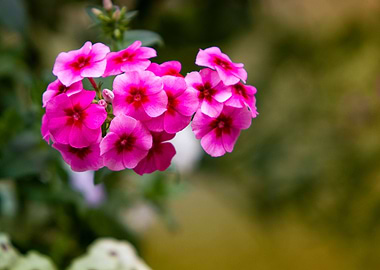 Phlox drummondii