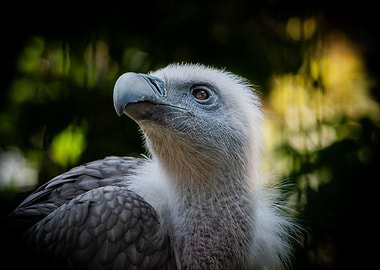 Griffon Vulture