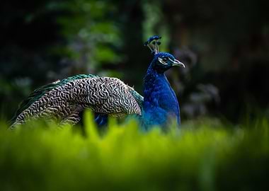 Peafowl Side in Grass