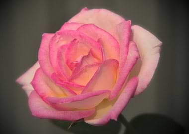 Pink Rose 2