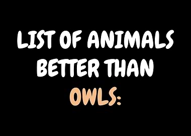 Owl Best Animal