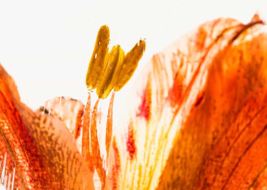 Alstroemeria in ice 2