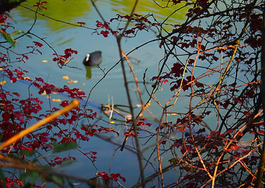 Creative Nature Shot