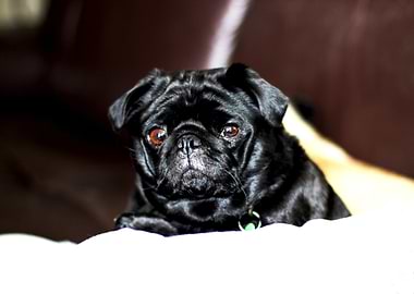 Glossy Black Pug