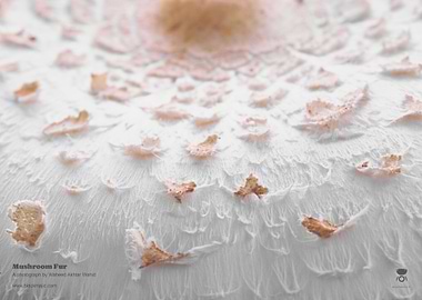 Mushroom Fur