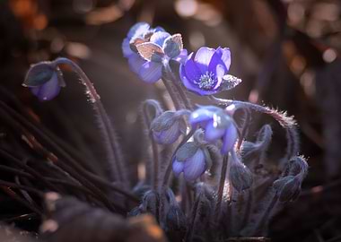 Spring flowers in garden