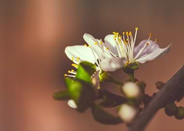 Plum Flowers