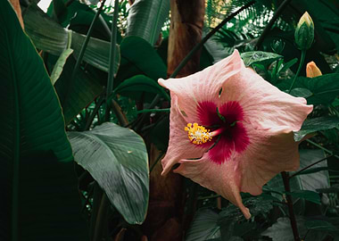 Pink Flower in Jungle