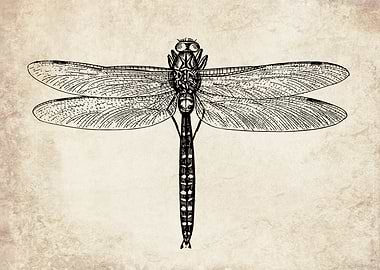 Vintage dragonfly
