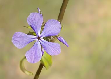Blue phlox flower closeup