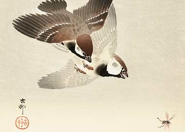 Ring sparrows and insect