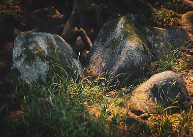 Forest rocks Digital Art