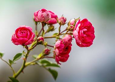 Natural mountainous roses