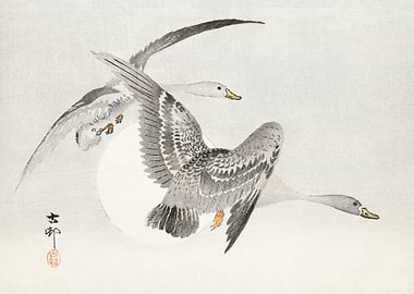 Two colt geese in flight