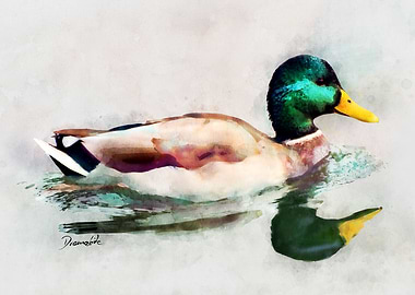 Watercolor mallard duck