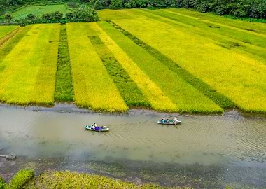 Touring a long rice fields