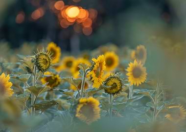 Sunflowers in the evening