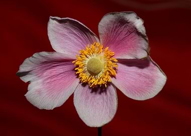 Anemone flowering close up