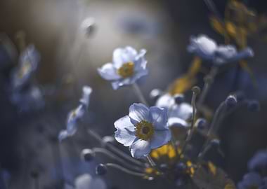 Summer anemones, macro