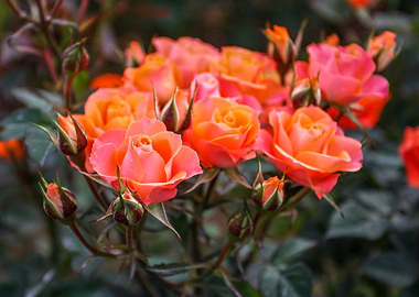 Natural Miniature roses