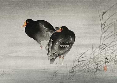 Two moorhens 1900 1930