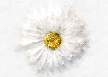 chamomile watercolor